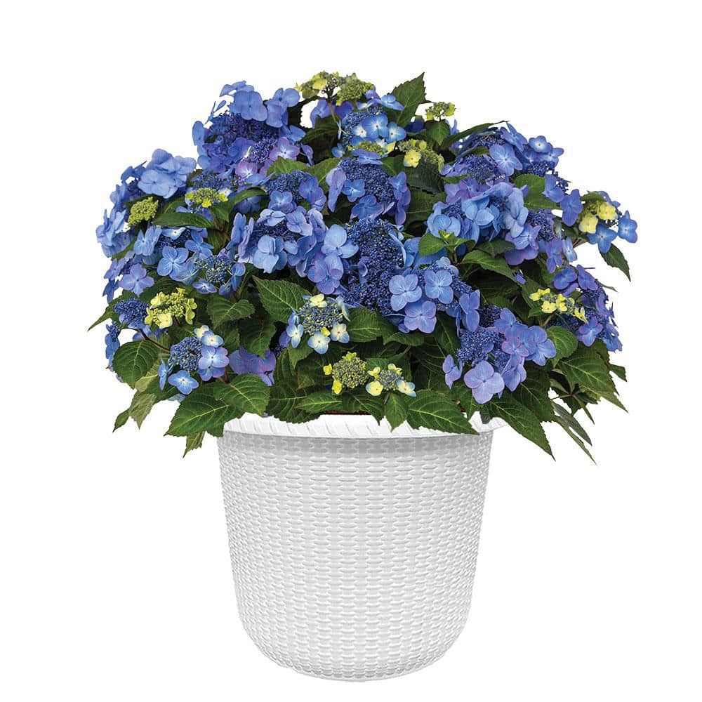 Endless Summer 2 Gal. Pop Star Hydrangea Shrub with Blue or Pink