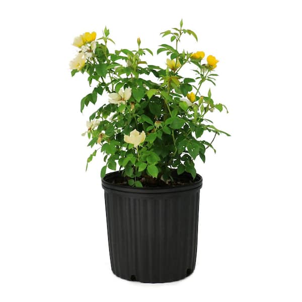 2 Gal. Rose Knockout Easy Bee-zy Shrub with Yellow FLowers