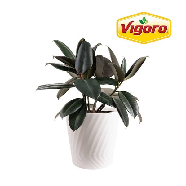 Burgundy Rubber Indoor Plant in 8.75 in. White Decor Pot, Avg. Shipping Height 2-3 ft. Tall
