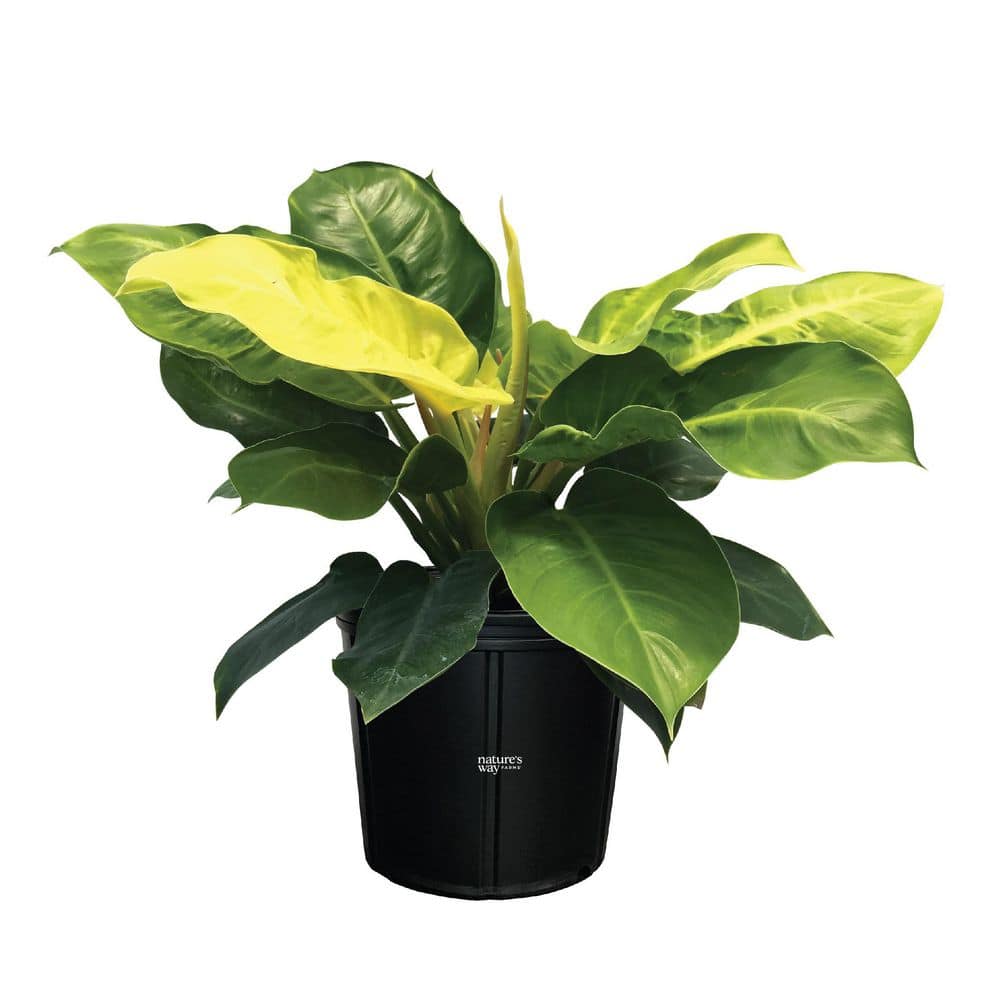 NATURE'S WAY FARMS 1.72 Gal. Moonlight Philodendron Indoor Tropical  Houseplant in Grower Pot (1-Pack) 3192 - The Home Depot