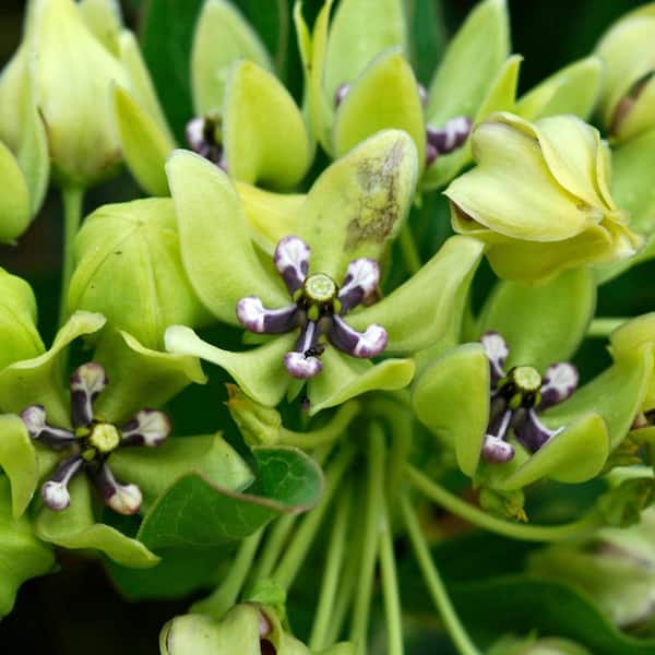 VAN ZYVERDEN Support The Monarchs Asclepias Green Beauty Roots (3-Pack)