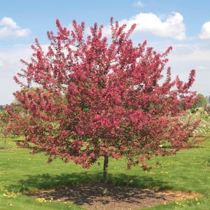Prarie Fire Crabapple (Malus) Live Bareroot Ornamental Tree Red Flowers (1-Pack)