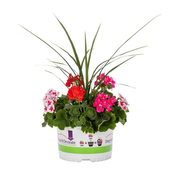 METROLINA GREENHOUSES 1.5 Gal. Pink, Red, White Drop N Decorate Geranium Combo Annual Plant (1-Pack)