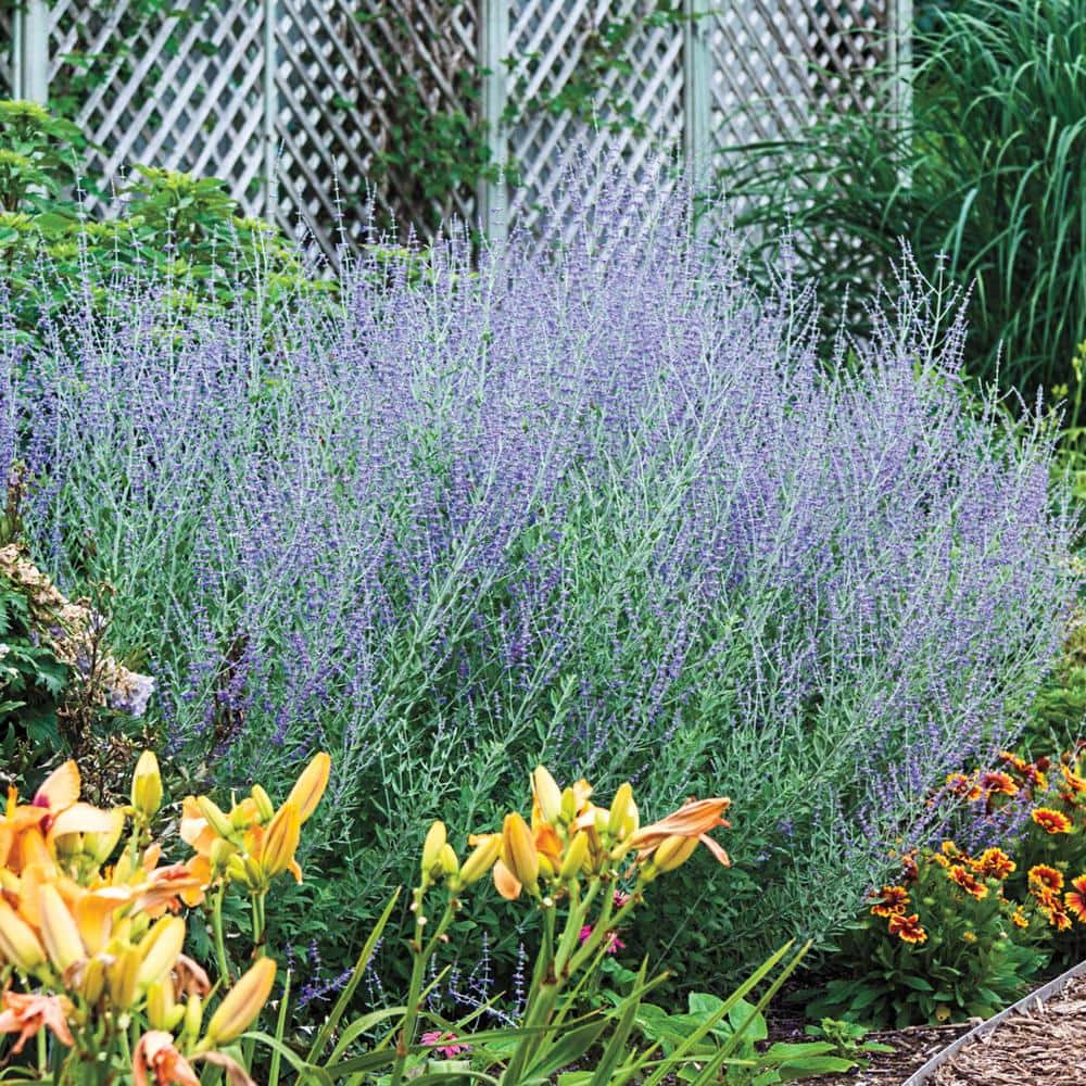 1 Gal. Pot Little Spires Sage Perovskis Flowering Perennial Plant (1-Pack) price history on PriceWatchPro