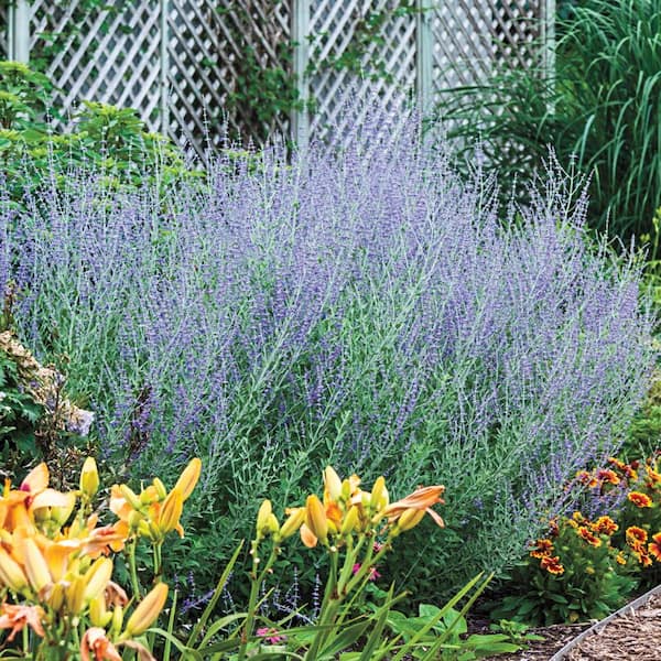 1 Gal. Pot Little Spires Sage Perovskis Flowering Perennial Plant (1-Pack)