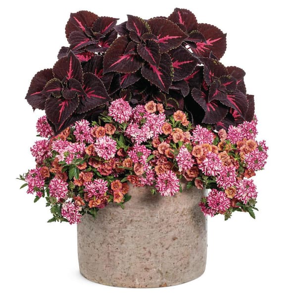 Proven Winners 4.25 in. Eco+ Grande Superbena Cherryburst (Verbena