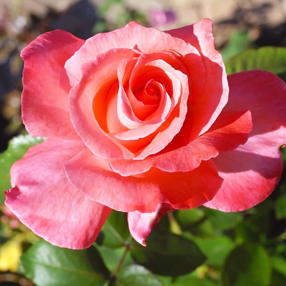 Buy the Vibrant Vanilla Rose Bush Directly - Local Producer – La