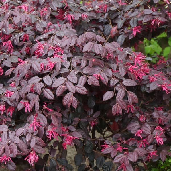 FLOWERWOOD 3 Gal. Loropetalum Carolina Midnight Flowering Shrub with Fuchsia Flowers