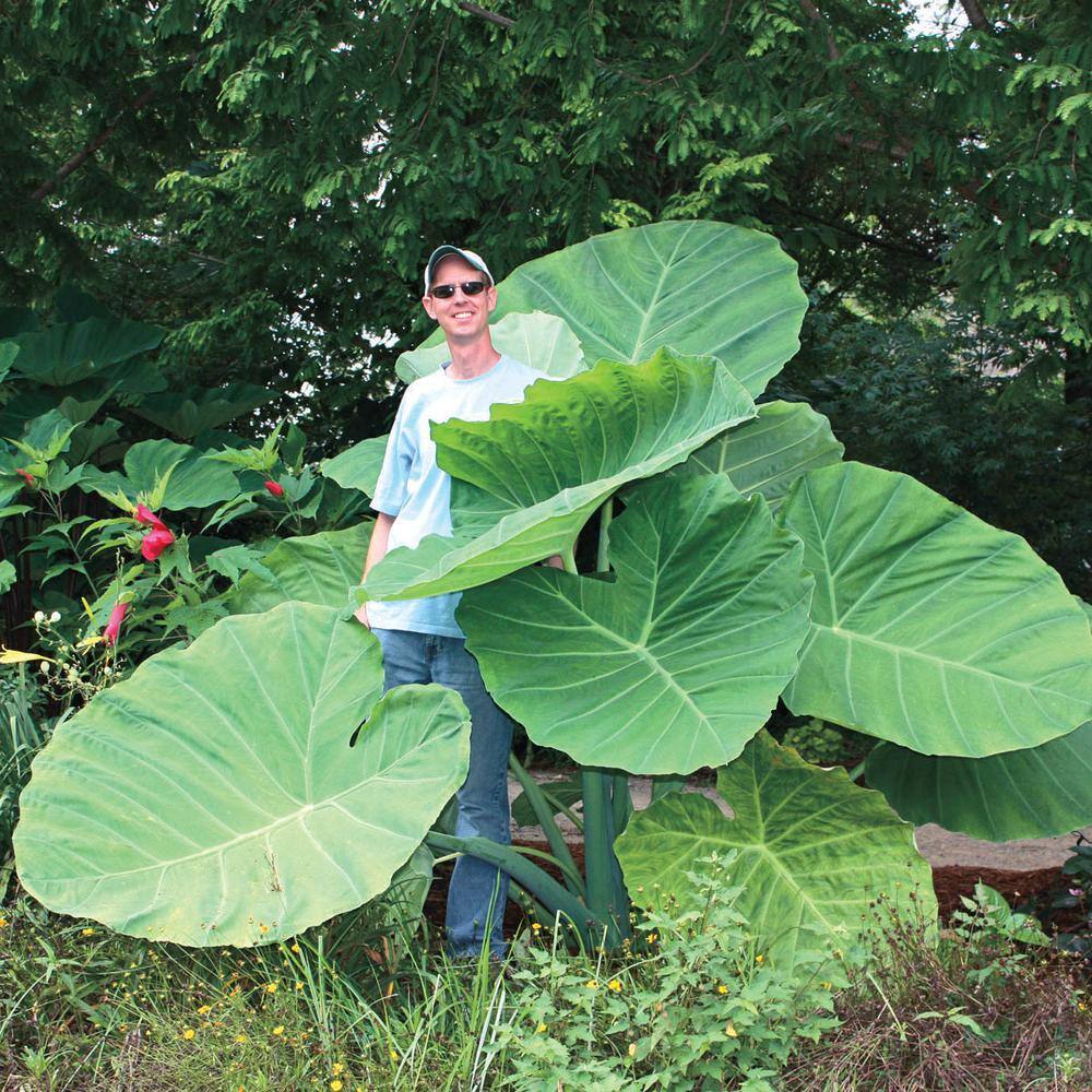 Breck's Thailand Giant Elephant Ear Dormant Foliage Bulbs (3Pack