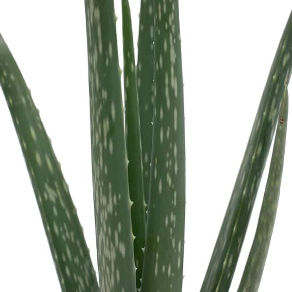 shuttle grens tarief Costa Farms Aloe Vera Indoor Plant in 4 in. Grower Pot, Avg. Shipping  Height 10 in. Tall 90408 - The Home Depot