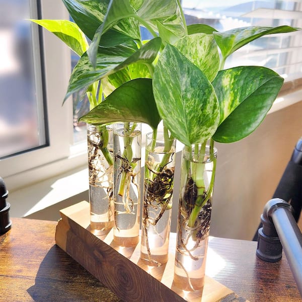 Element Live Pothos Houseplants, Easy Care Plant Variety Pack, 4.25in Pots, Indirect Sun