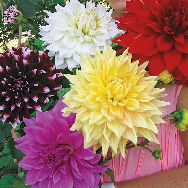 Breck's Dinner Plate Dahlia Mixed Bulbs (5Pack) 01339 The Home Depot