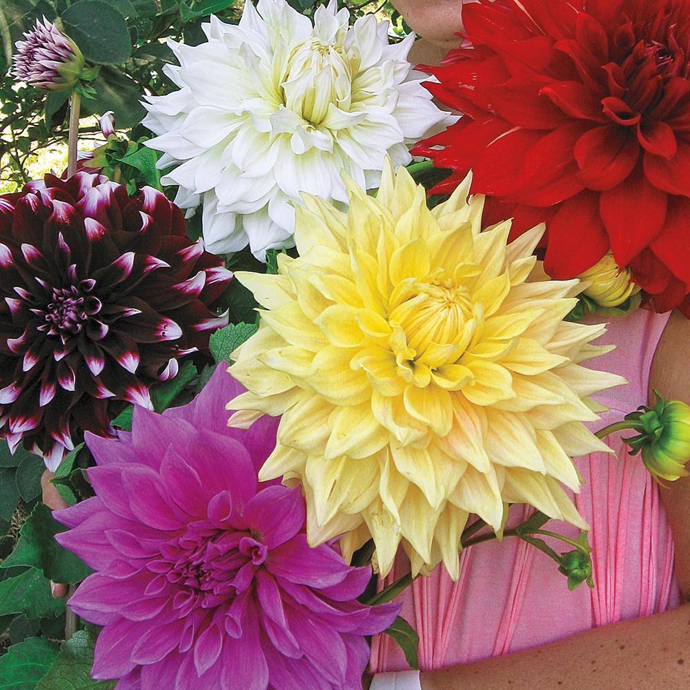 Breck's Dinner Plate Dahlia Mixture Dormant Flowering Bare Root Bulbs