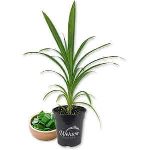 Pandan Plant-Live Plant in a 4 Inch Pot-Pandanus Amaryllifolius-Fragrant Flavor Sweet Edible Leaves