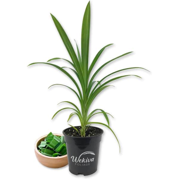 Wekiva Foliage Pandan Plant-Live Plant in a 4 Inch Pot-Pandanus Amaryllifolius-Fragrant Flavor Sweet Edible Leaves