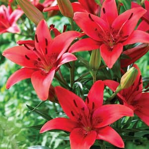 Lilies Asiatic Red Sensation Bulbs (Set of 7)