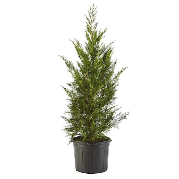Unbranded 7 Gal. Leyland Cypress Evergreen Tree with Green Foliage