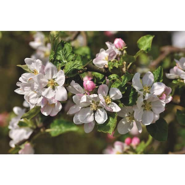 Online Orchards 3 ft. Granny Smith Apple Tree with Tart Green Fruit Best  for Baking FTAP203 - The Home Depot