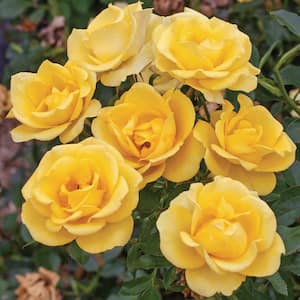 2 Qt. Bloomables Gilded Sun Rose Bush with Deep Yellow Flowers in Stadium Pot