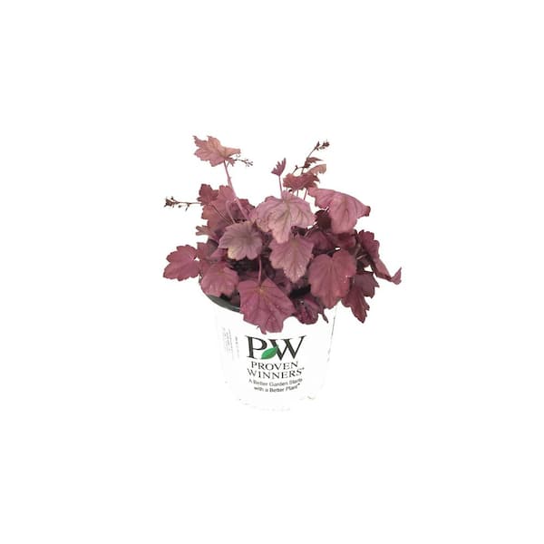 PROVEN WINNERS Coral Bell (Heuchera) Wild Rose