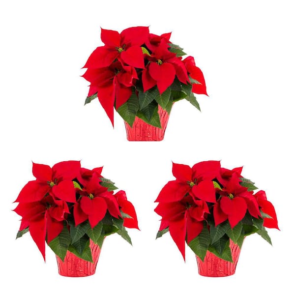 METROLINA GREENHOUSES 1.5 Qt. Christmas Poinsettia Red w/Red Foil (3-Pack)