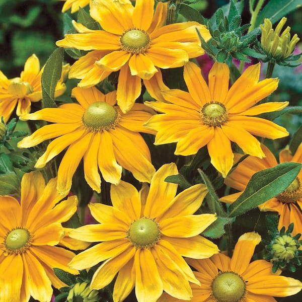 Spring Hill Nurseries 2.50 qt. Pot, Prairie Sun Black Eyed Susan Rudbeckia, Live Potted Perennial Plant (1-Pack)