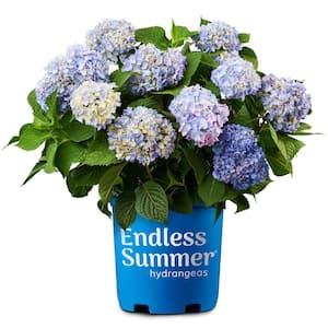 1 Gal. The Original Reblooming Hydrangea Flowering Shrub with Pink or Blue Flowers (2-Pack)