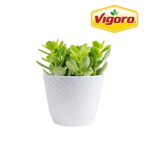 Jade Crassula Indoor Succulent Plant in 4 in. Decor Pot, Avg. Shipping Height 7 in. Tall