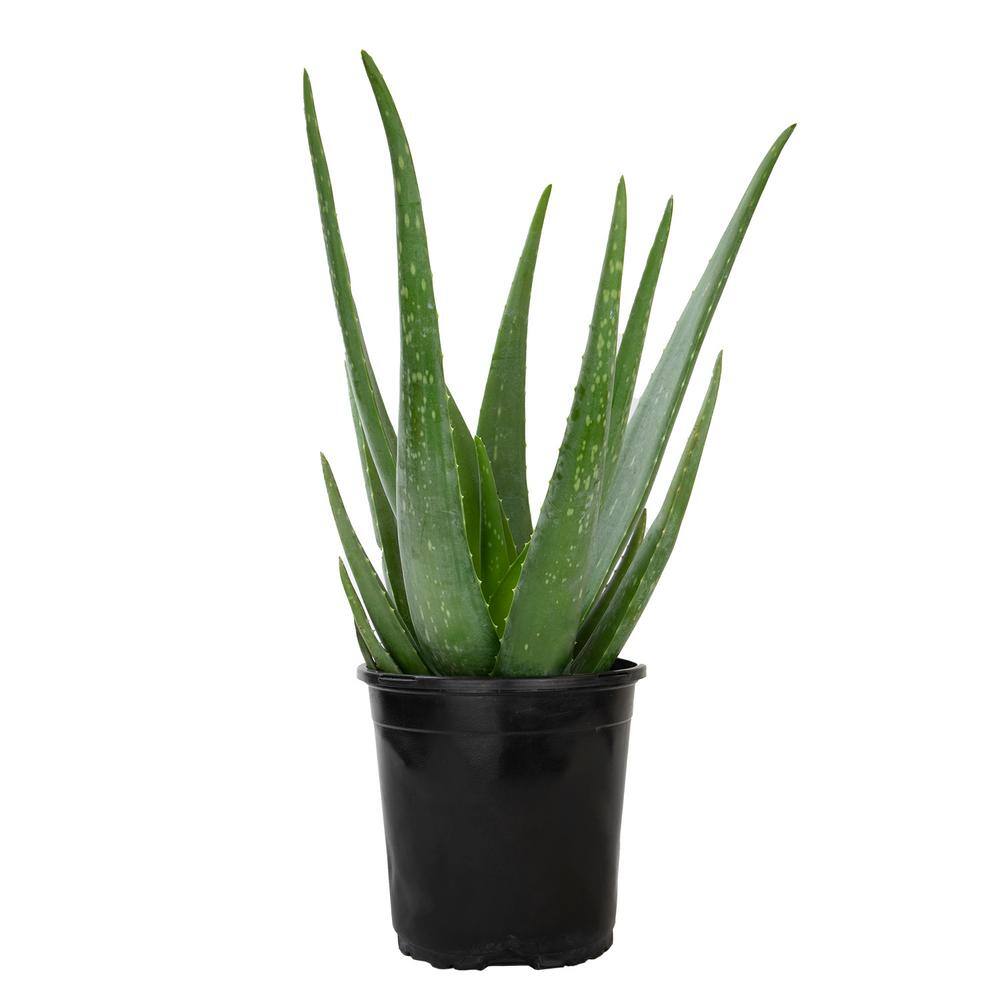 ALTMAN PLANTS 1G Single Aloe Vera in Nursery Pot 0872599 - The Home Depot