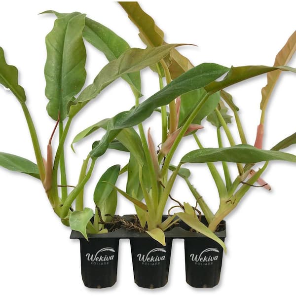 Philodendron Ring of Fire-3 Live Starter Plants in 2 Inch Pots-Rare Indoor Houseplant-A Kaleidoscope of Colors
