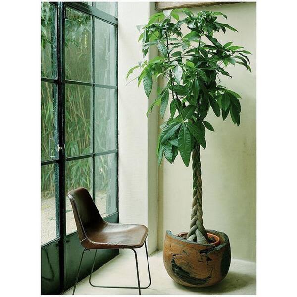 money tree floor plant large