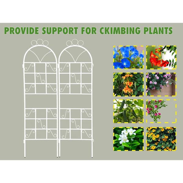 Cesicia 72 in. H White Iron Garden Trellis for Climbing Plants Support (2-Pieces)