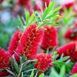 9.25 in. Pot - Red Cluster Bottlebrush With Brush-like Red Bloom Clusters, Live Evergreen Shrub