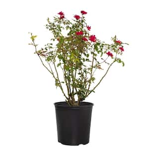 3 Gal. Red Double Knock Out Rose Bush with Red Flowers in Grower Container