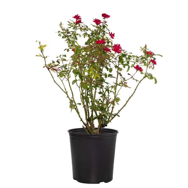 3 Gal. Red Double Knock Out Rose Bush with Red Flowers in Grower Container