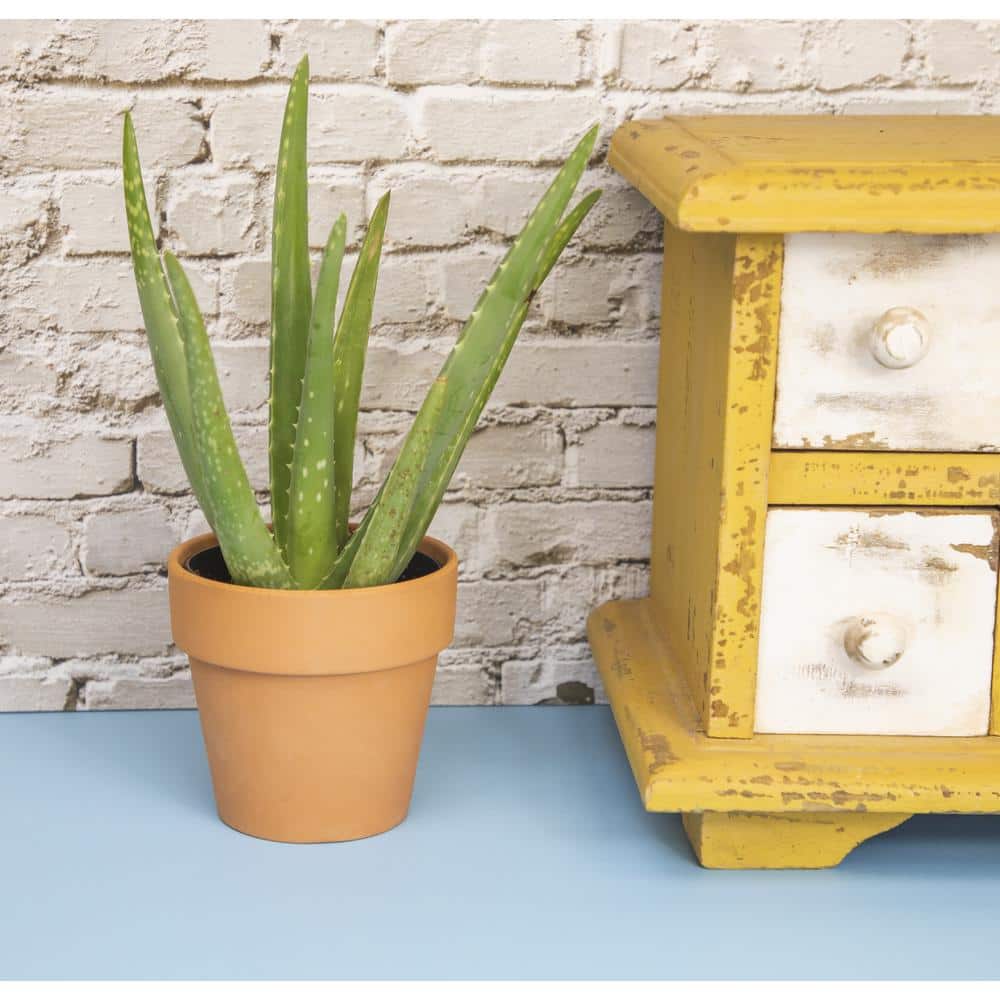 Small Aloe Vera Succulent in Terracotta Pot