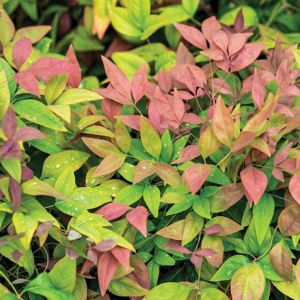 SOUTHERN LIVING 2.5 Qt. Blush Pink Nandina, Live Evergreen Shrub