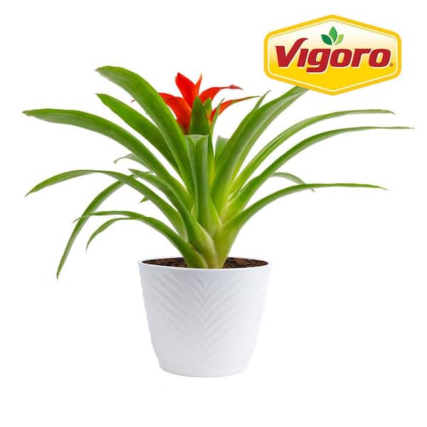 Vigoro Grower's Choice Bromeliad Indoor Plant in 4 in. Decor Pot, Avg.  Shipping Height 1-2 ft. Tall CO.BRO4.3.WHT.G - The Home Depot