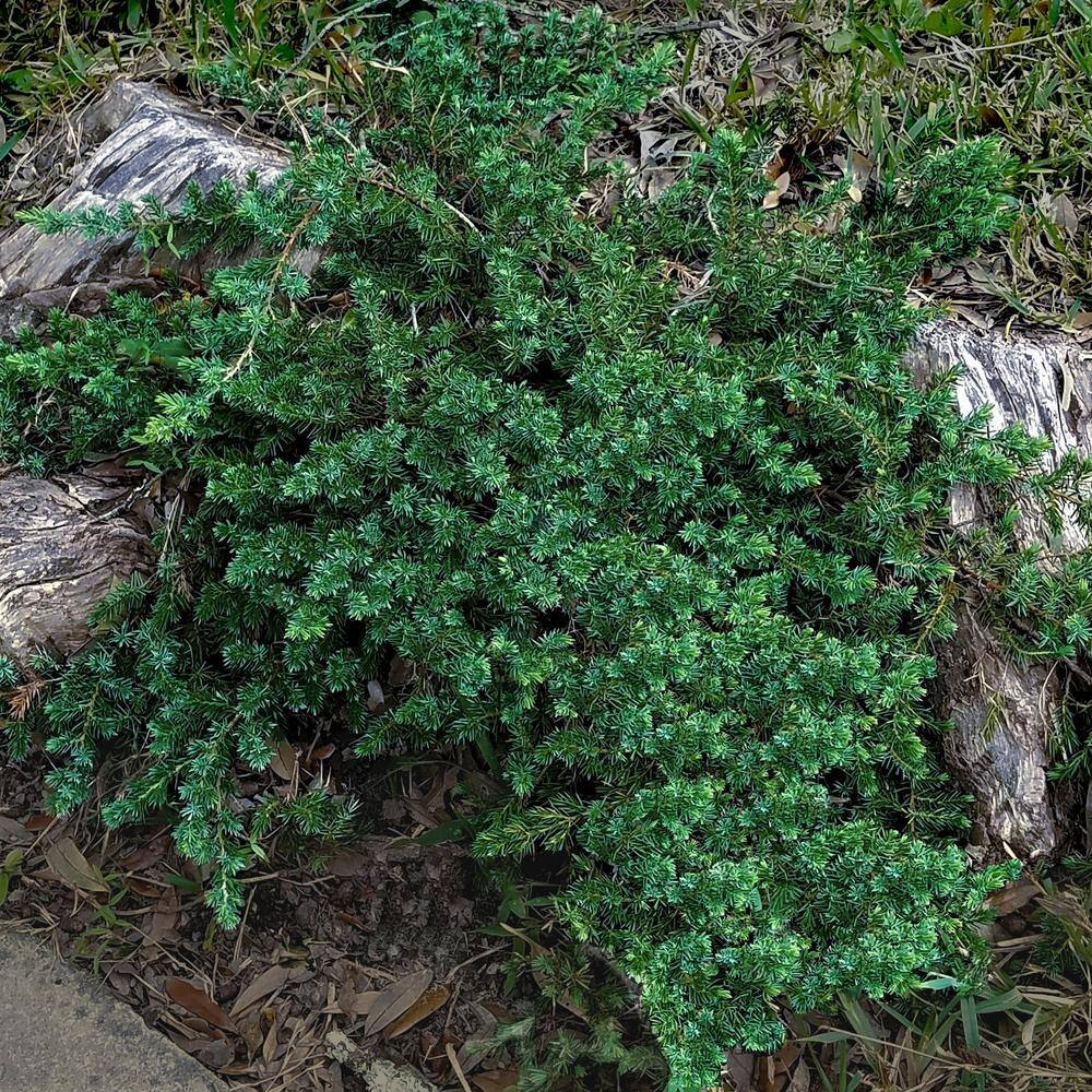 FLOWERWOOD 2.5 Qt. Blue Pacific Juniper Evergreen Groundcover Shrub ...