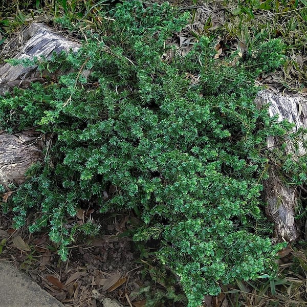 2.5 Qt. Blue Pacific Juniper Evergreen Groundcover Shrub