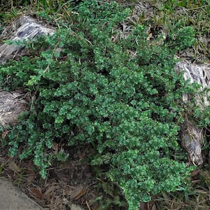 2.5 Qt. Blue Pacific Juniper - Evergreen Groundcover Plant
