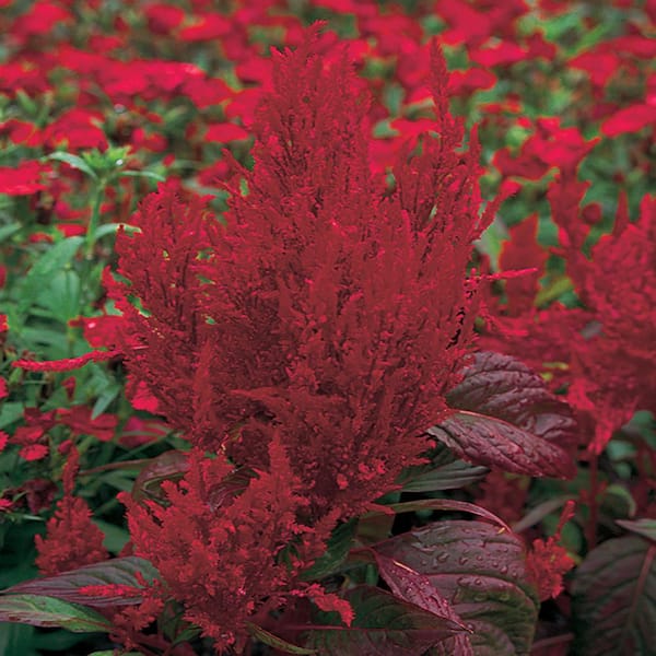 DRAGON'S BREATH 2.6 Qt. Dragon's Breath Cock's Comb Red Celosia Annual Plant