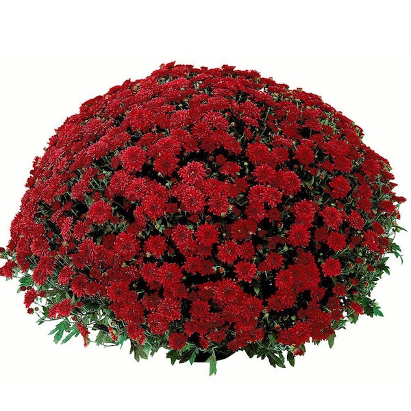 Chrysanthemum (Mum) Red Live Plant in 15 in. Whiskey Barrel Deco Planter