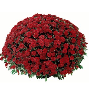 2.5 Qt. Mum Chrysanthemum Plant Red Flowers in 6.33 In. Grower's Pot (2-Plants)