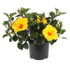 Yellow Premium Hibiscus Tropical Live Outdoor Plant in 1 Gal. Grower Pot, Avg. Shipping Height 18 in. to 24 in.