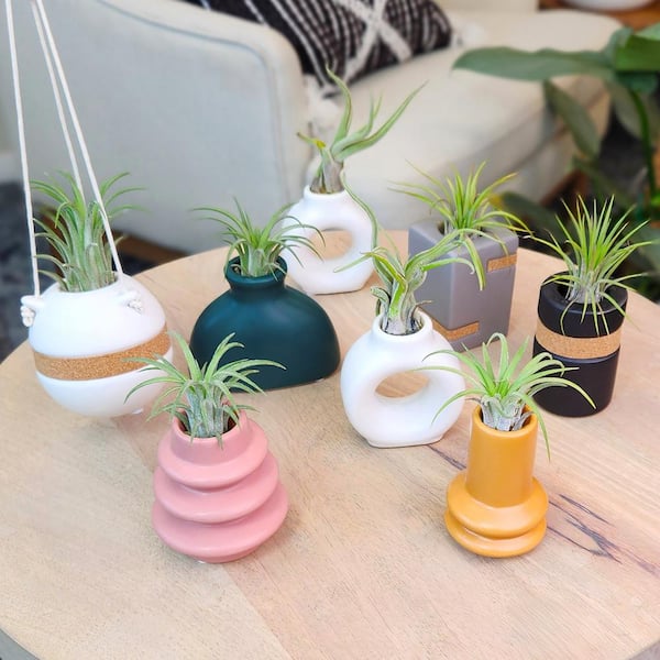 Altman Plants Air Plant Gift (2-pack) Black & White Pots, Easy Pet-Safe House Plant Dcor, Size: 1oz