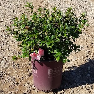 2 Gal. Autumn Sunburst Shrub with Bicolor Coral Pink and White Reblooming Flowers