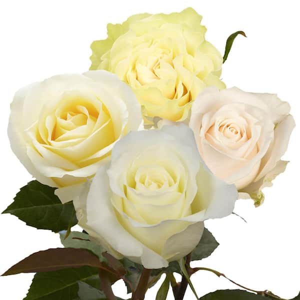 Globalrose 2-Dozen Ivory Roses with Baby's Breath and Green- Fresh