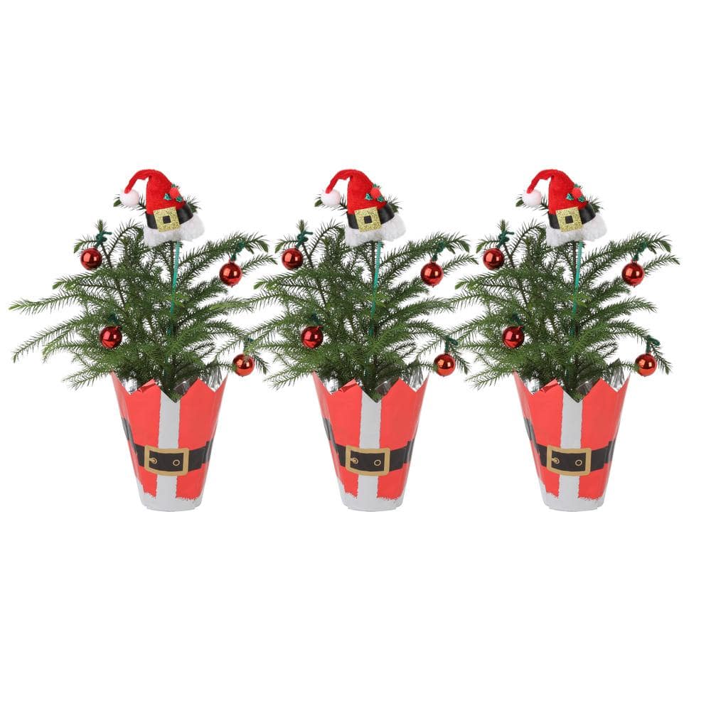 Costa Farms Fresh Norfolk Island Pine In 4 In Grower Pot 10 In To 12 In Tall With Christmas Wrap And Topper 3 Pack 4norfolkpine3pk