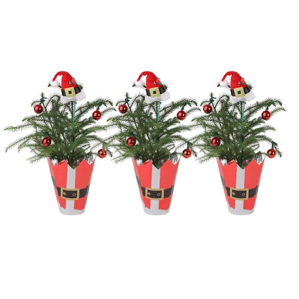Costa Farms Fresh Norfolk Island Pine in 4 in. Grower Pot, 10 in. to 12 in. Tall with Christmas Wrap and Topper (3-Pack)